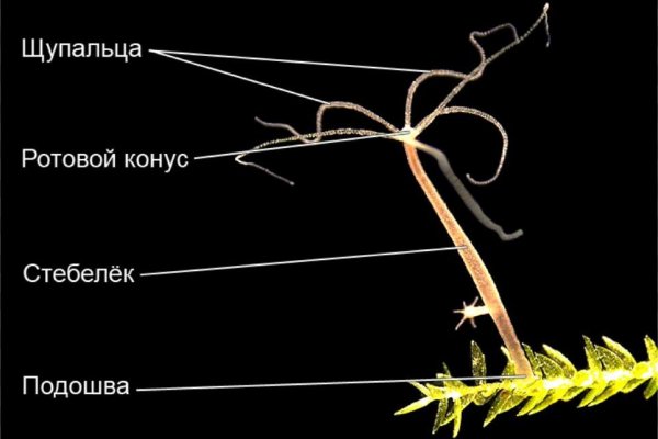 Маркетплейс кракен kraken